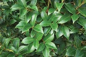 Tea Olive Fortunei  3 plantas vivas  Planta de Osmanthus fragante para jardín y paisaje, arbusto de hoja perenne de rápido crecimiento