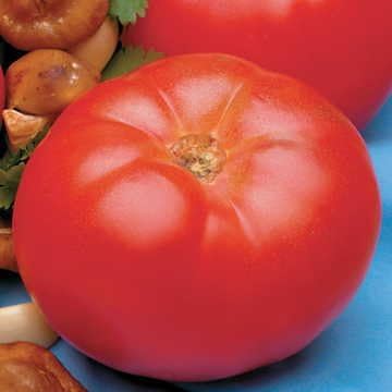 Park Seed Semillas de tomate híbridas Beefmaster, paquete de 30 semillas