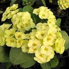 Nuevas semillas de flores frescas de Euphorbia 100pcs Generic