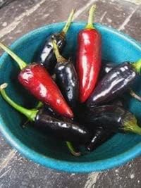 Pepper Joe’s Paquete de 3 semillas de jalapeño  3 variedades esenciales de jalapeño para cultivar en tu jardín  Jalapeno temprano, jalapeño