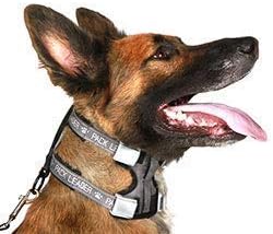 Cesar Millan Pack Leader Collar – Collar de entrenamiento del perro susurrador (grande, azul)