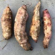 Nuevas semillas de verduras frescas de yacón de 100 piezas Generic