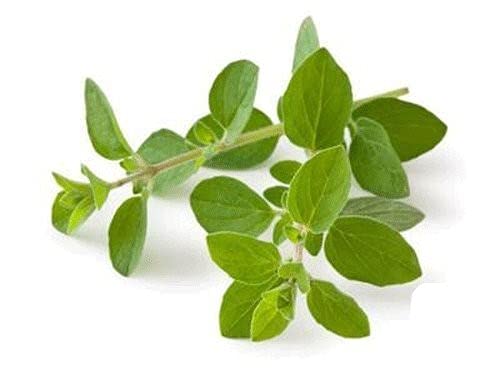 Origanum vulgare Hoja suelta CS de Nature Tea (4 onzas)