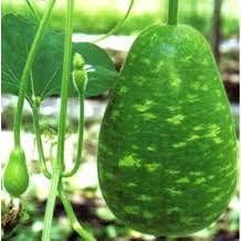 3 Tipos Calabash, Lagenaria siceraria, Melón, b’u sao Trái 30 Semillas Botella Asiática Calabash,Calabaza CortaLargoVino Calabaza NAM Tao Yai