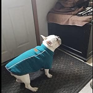 BoxDog Chaqueta cálida de forro polar para perro I Abrigo para perro para clima frío  Chaquetas para perros pequeños (pequeño)