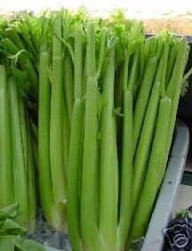 Seed Kingdom – Verduras de apio Tall Utah Great Heirloom (10,000 semillas)