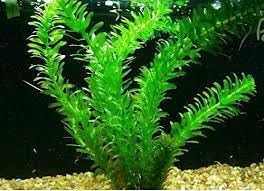 Nuevas semillas frescas de planta Elodea Densa 10 piezas Generic