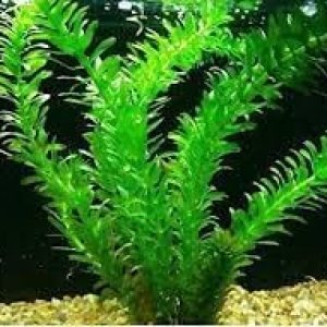 Nuevas semillas frescas de planta Elodea Densa 10 piezas Generic Nuevas semillas frescas de planta Elodea Densa 10 piezas Generic