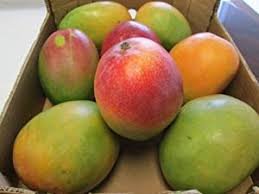 Mangos frescos 7 piezas (8-10 libras)
