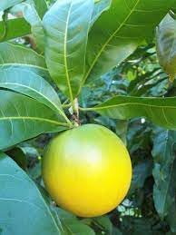 Nuevas semillas frescas de fruta caimito 100pcs Generic