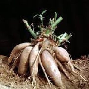 Nuevas semillas de verduras frescas de yacón de 100 piezas Generic Nuevas semillas de verduras frescas de yacón de 100 piezas Generic