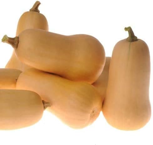 Waltham – Semillas de calabaza de invierno Butternut para plantar, más de 50 semillas tradicionales por paquete, semillas de jardín de Isla