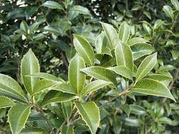 Tea Olive Fortunei  3 plantas vivas  Planta de Osmanthus fragante para jardín y paisaje, arbusto de hoja perenne de rápido crecimiento
