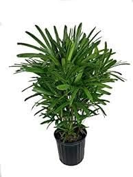 10 semillas de planta de palma de dama verde.