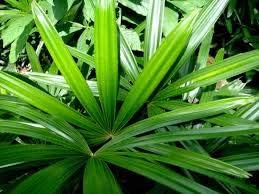 10 semillas de planta de palma de dama verde.
