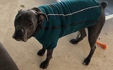 BoxDog Chaqueta cálida de forro polar para perro I Abrigo para perro para clima frío  Chaquetas para perros pequeños (pequeño)