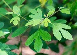 Nuevas semillas frescas de árbol de Sassafras Albidum 100pcs Dichondra