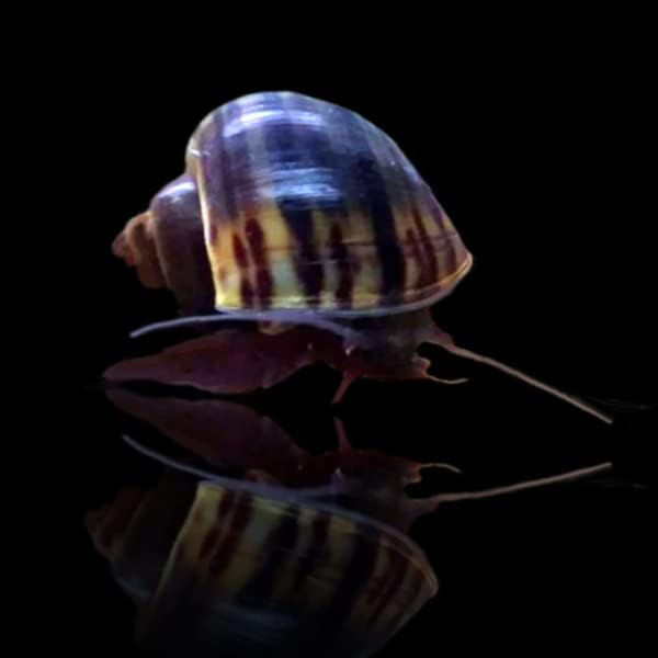 Caracoles misteriosos (paquete de 3) surtidos + muestra de comida  Garantía de llegada viva, caracoles de acuario vivos de agua dulce (negro)