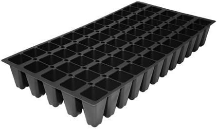 Helleri – Arbusto de acebo  3 plantas vivas I Ilex Cornutal  Árbol de hoja perenne compacto ideal para bordes bajos, jardines formales y