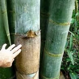 Dendrocalamus giganteus Planta de bambú aglutinante de madera gigante Dendrocalamus giganteus Planta de bambú aglutinante de madera gigante