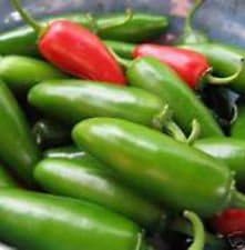 Clovers Garden Plantas de pimiento jalapeño suave, dos (2) plantas vivas, sin OMG, sin semillas, cada una de 4 a 8 pulgadas de alto en macetas de 4
