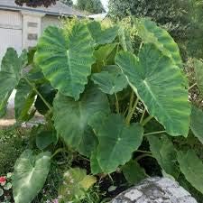 1 Bombilla 18+” Colocasia Esculenta Mamut Elefante Oreja Flor #HTG