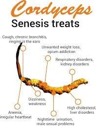 Astha Mystique Hills Organic Cordyceps sinensis Polvo (Hongos Caterpillar) Ophiocordyceps sinensis Champiñón, 1.76 oz