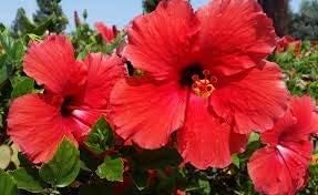 10 semillas de flores de hibisco rojo doble
