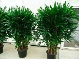 10 semillas de planta de palma de dama verde.