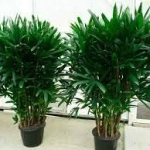 10 semillas de planta de palma de dama verde. 10 semillas de planta de palma de dama verde.