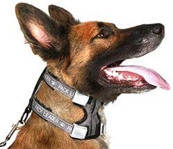 Cesar Millan Pack Leader Collar – Collar de entrenamiento del perro susurrador (pequeño, gris)