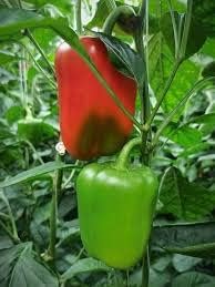 Tarro de cerámica para pepinillos decorativos de Capsicum  Tarro de almacenamiento de alimentos  Aachar multiusos, tarro de masala para cocina y