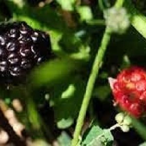 100 semillas de plantas Dewberry 100 semillas de plantas Dewberry