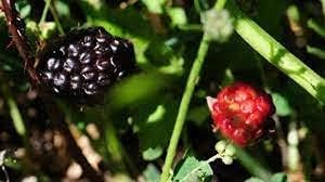 100 semillas de plantas Dewberry