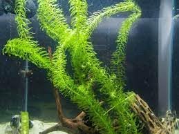Nuevas semillas frescas de plantas de Anacharis 30pcs Generic