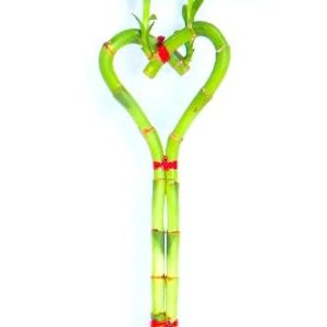 Tallo de bambú de la suerte en forma de corazón de 6″ Tallo de bambú de la suerte en forma de corazón de 6″