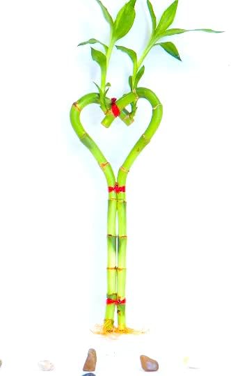 Tallo de bambú de la suerte en forma de corazón de 6″