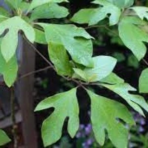 Nuevas semillas frescas de árbol de Sassafras Albidum 100pcs Dichondra Nuevas semillas frescas de árbol de Sassafras Albidum 100pcs Dichondra