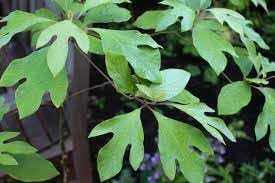 Nuevas semillas frescas de árbol de Sassafras Albidum 100pcs Dichondra