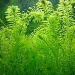 Nuevas semillas frescas de plantas de Anacharis 30pcs Generic Nuevas semillas frescas de plantas de Anacharis 30pcs Generic