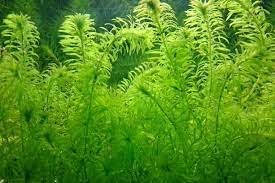Nuevas semillas frescas de plantas de Anacharis 30pcs Generic