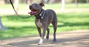 Cesar Millan Pack Leader Collar – Collar de entrenamiento del perro susurrador (pequeño, gris)
