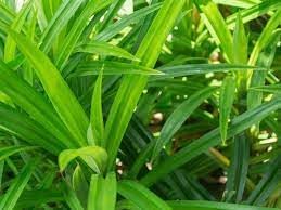 Nuevas semillas frescas de plantas de pandan de 50 piezas Generic