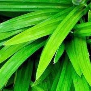 Nuevas semillas frescas de plantas de pandan de 50 piezas Generic Nuevas semillas frescas de plantas de pandan de 50 piezas Generic