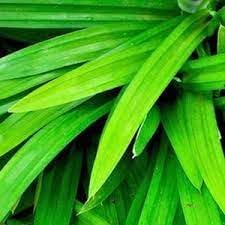 Nuevas semillas frescas de plantas de pandan de 50 piezas Generic