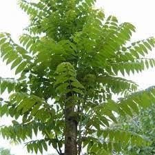 Nuevas semillas de árbol Toona Sinensis frescas 100pcs Generic