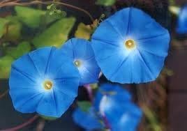 Morning Glory – Semillas tricolor de Ipomoea sin tratar con flores celestes de Seed Kingdom (60 semillas)