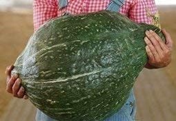 True Green – Semillas de calabaza Hubbard mejoradas para plantar, 25 semillas tradicionales por paquete, semillas de jardín de Isla (semillas de
