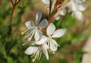 100 MARIPOSAS BLANCA Gaura Lindheimeri Semillas de flores