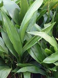 Nuevas semillas frescas de plantas de Aspidistra 60pcs Generic